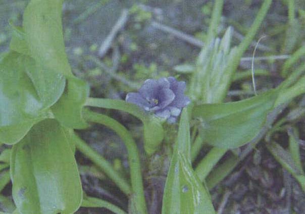 鸭舌草